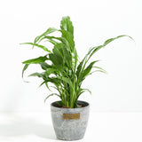 Peace Lily (Spathiphyllum) - Indoor Plants - PL_PL_8IN1 - Varnish + Vine - 14