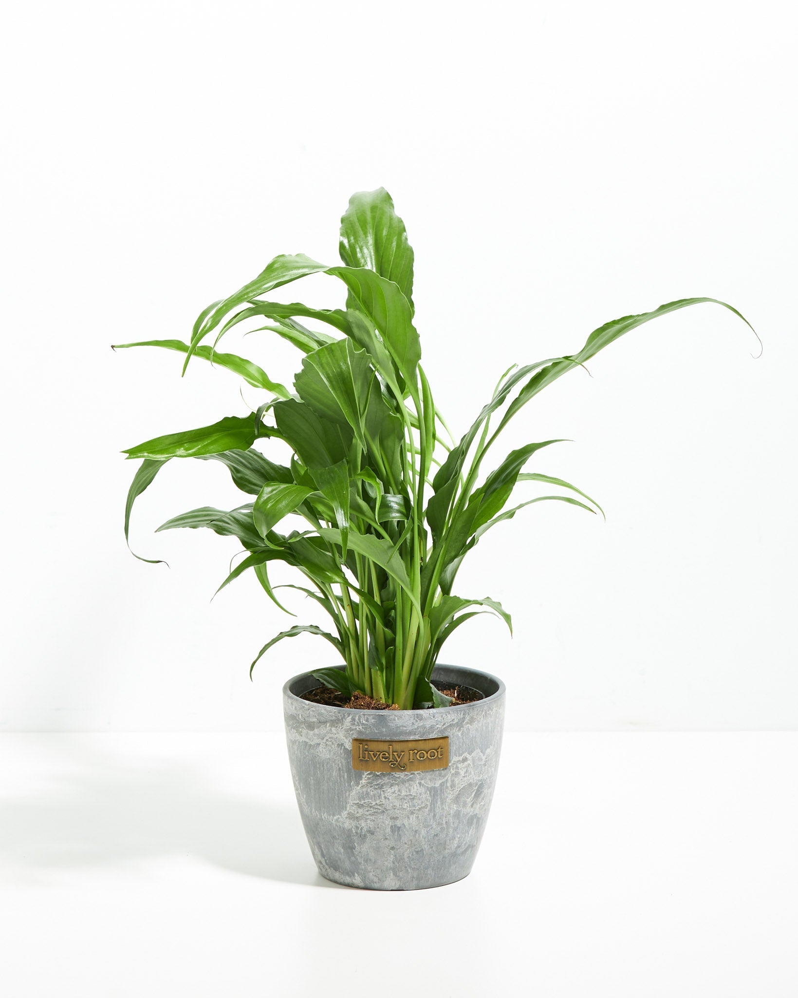 Peace Lily (Spathiphyllum) - Indoor Plants - PL_PL_8IN1 - Varnish + Vine - 14