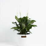 Peace Lily (Spathiphyllum) - Indoor Plants - PB_PL_ECO_CO_10IN1 - Varnish + Vine - 23