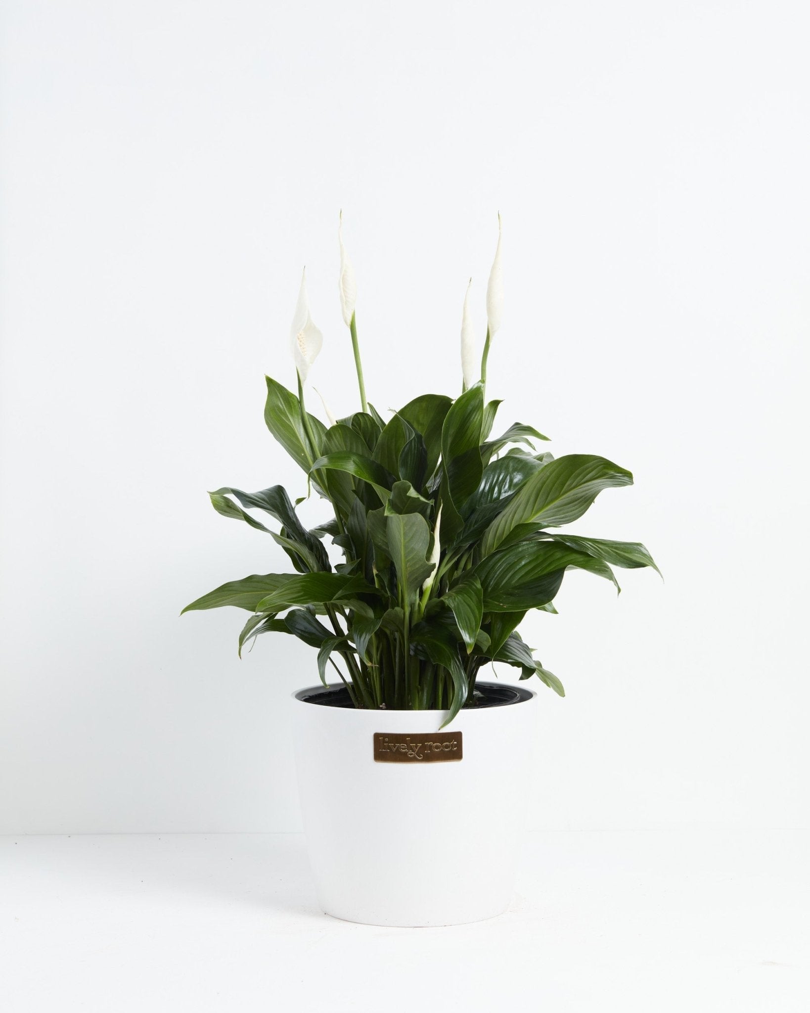 Peace Lily (Spathiphyllum) - Indoor Plants - PB_PL_ECO_CO_10IN1 - Varnish + Vine - 23