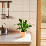 Peace Lily (Spathiphyllum) - Indoor Plants - PB_PL_CP_FU_6IN1 - Varnish + Vine - 39