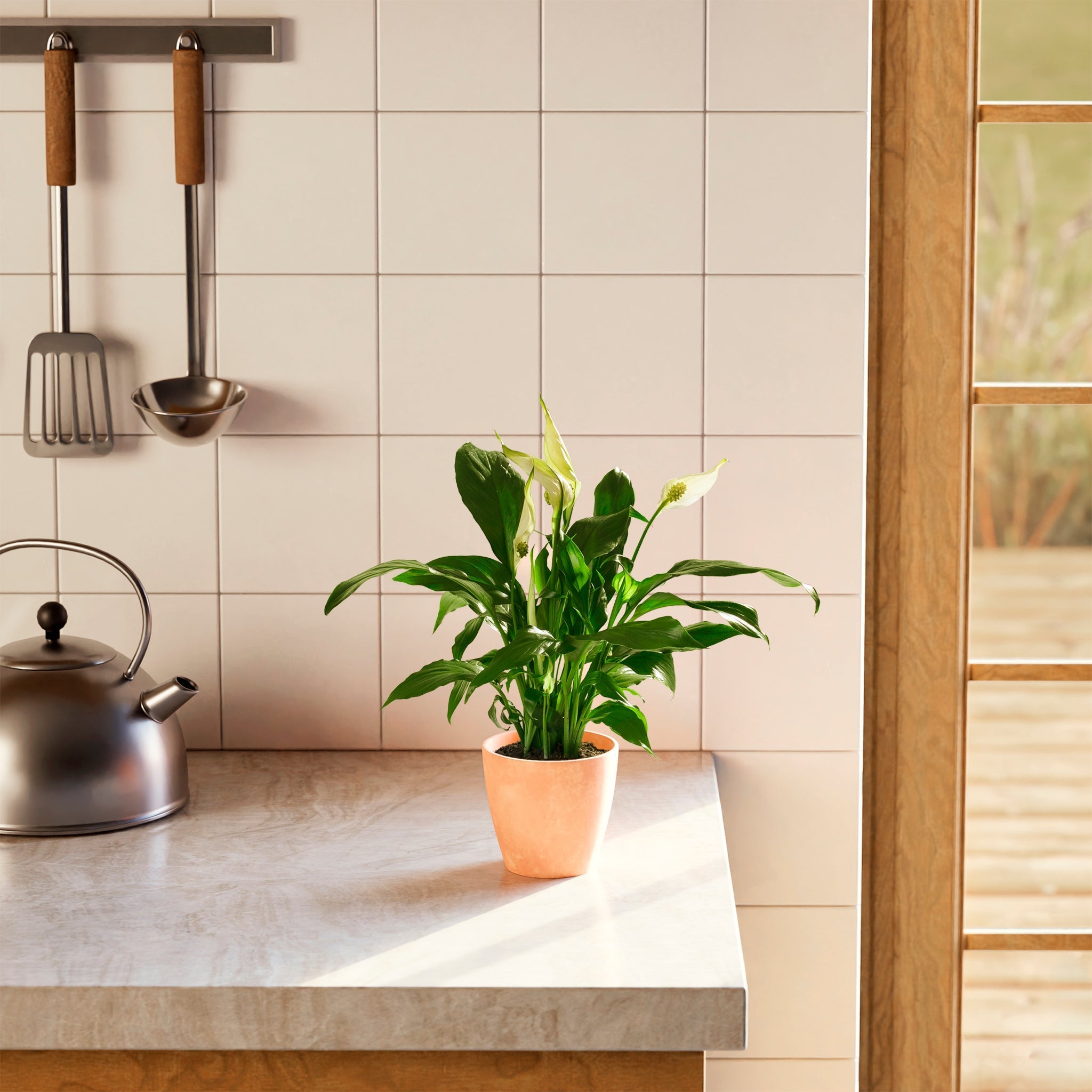 Peace Lily (Spathiphyllum) - Indoor Plants - PB_PL_CP_FU_6IN1 - Varnish + Vine - 39