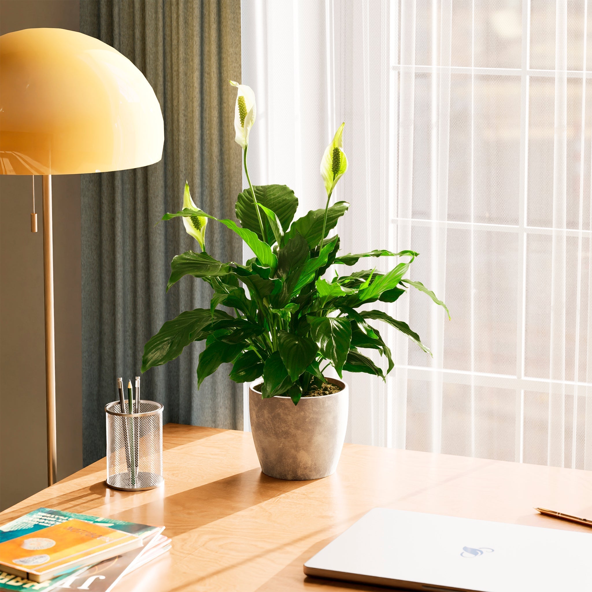 Peace Lily (Spathiphyllum) - Indoor Plants - PB_PL_ECO_CO_6IN1 - Varnish + Vine - 70