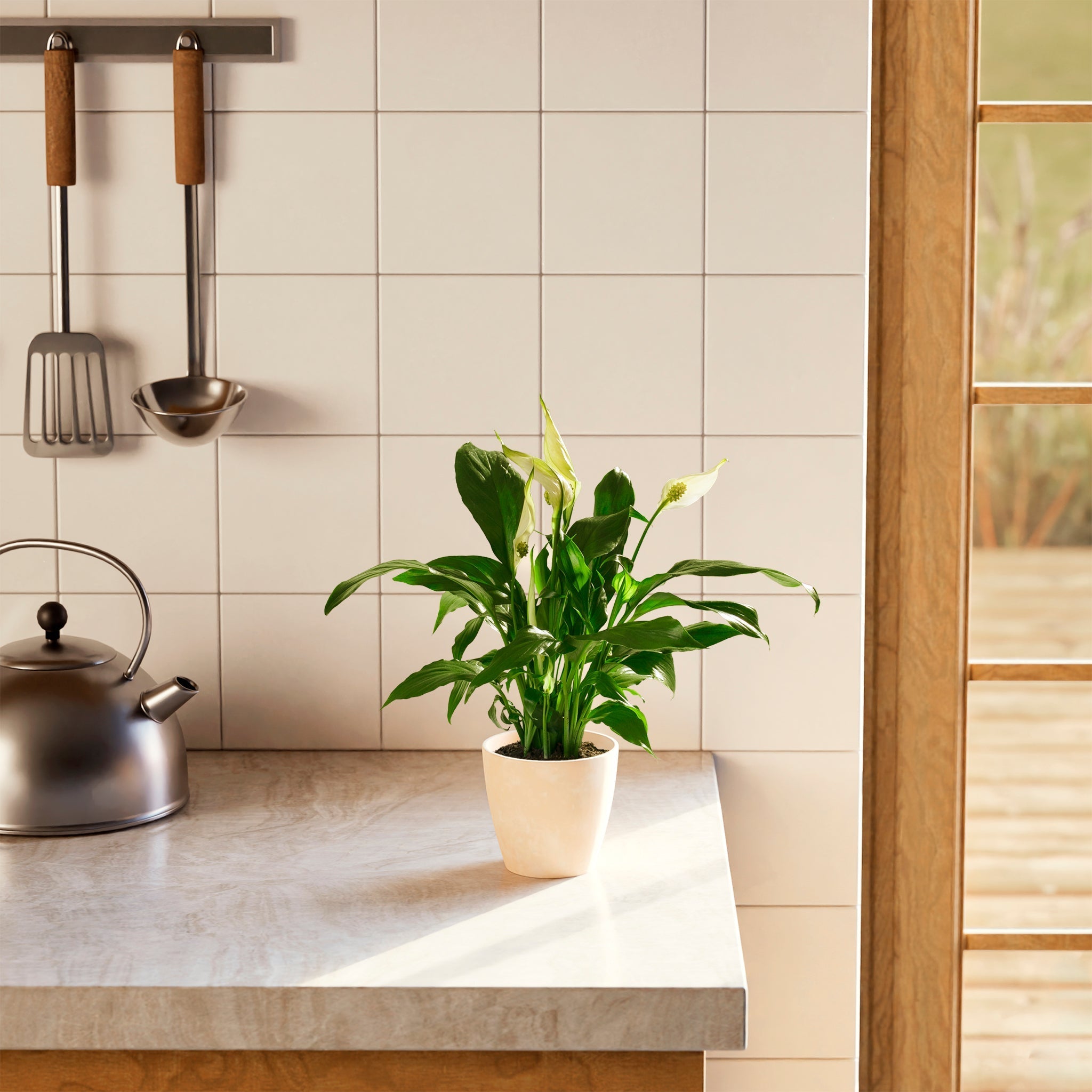 Peace Lily (Spathiphyllum) - Indoor Plants - PB_PL_ECO_EG_4IN1 - Varnish + Vine - 46