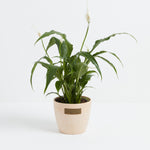 Peace Lily (Spathiphyllum) - Indoor Plants - PL_PL_8IN1 - Varnish + Vine - 16