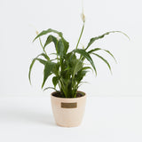 Peace Lily (Spathiphyllum) - Indoor Plants - PL_PL_8IN1 - Varnish + Vine - 16