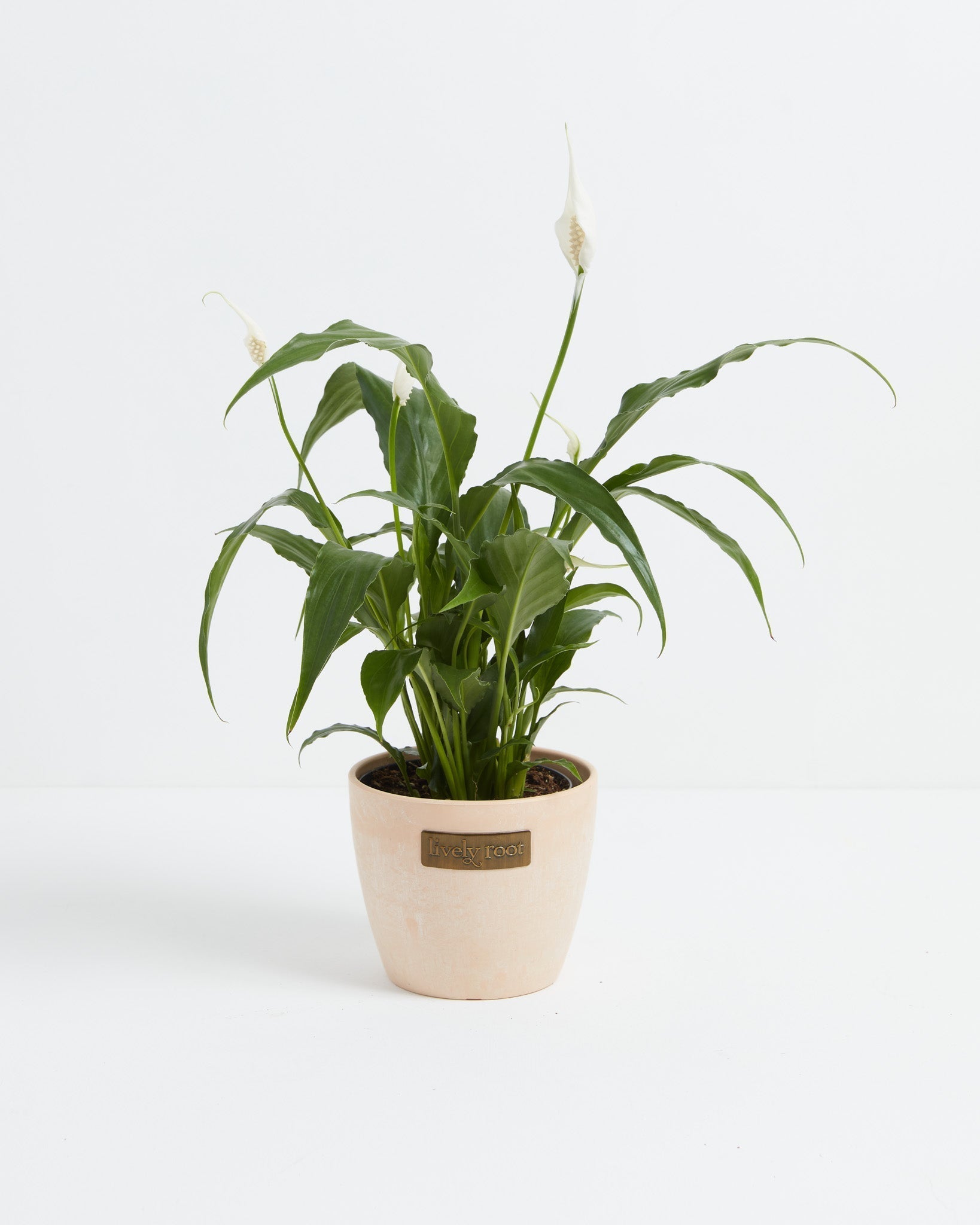 Peace Lily (Spathiphyllum) - Indoor Plants - PL_PL_8IN1 - Varnish + Vine - 16