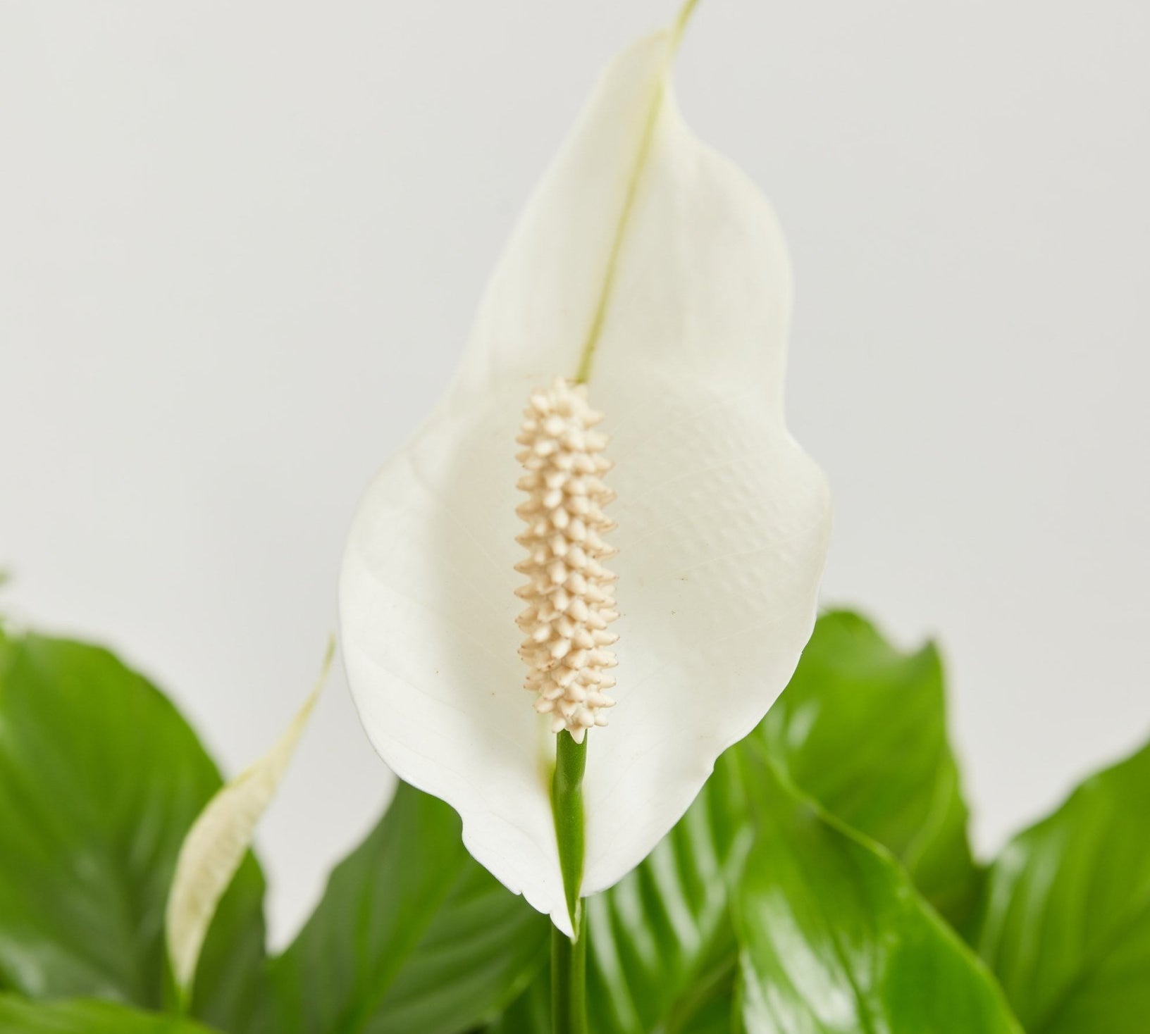 Peace Lily (Spathiphyllum) - Indoor Plants - PL_PL_4IN1 - Varnish + Vine - 2