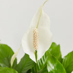 Peace Lily (Spathiphyllum) - Indoor Plants - PL_PL_4IN1 - Varnish + Vine - 2