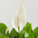 Peace Lily (Spathiphyllum) - Indoor Plants - PL_PL_4IN1 - Varnish + Vine - 2