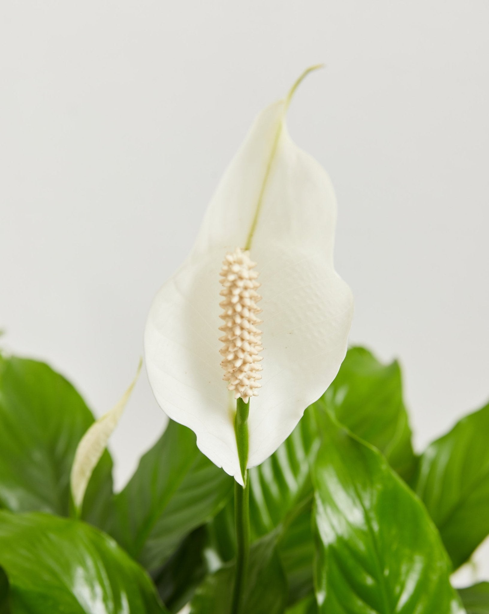 Peace Lily (Spathiphyllum) - Indoor Plants - PL_PL_4IN1 - Varnish + Vine - 2