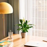 Peace Lily (Spathiphyllum) - Indoor Plants - PL_PL_4IN1 - Varnish + Vine - 52