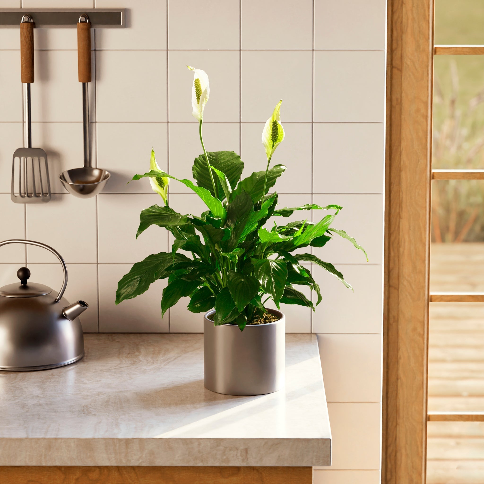 Peace Lily (Spathiphyllum) - Indoor Plants - PL_PL_4IN1 - Varnish + Vine - 55