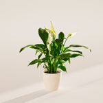 Peace Lily (Spathiphyllum) - Indoor Plants - PB_PL_ECO_CO_4IN1 - Varnish + Vine - 44