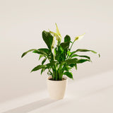 Peace Lily (Spathiphyllum) - Indoor Plants - PB_PL_ECO_CO_4IN1 - Varnish + Vine - 44
