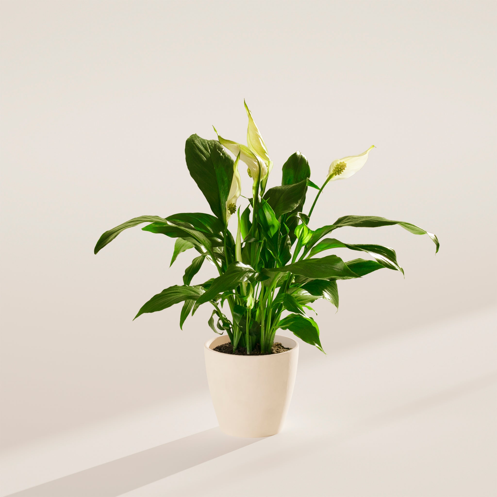 Peace Lily (Spathiphyllum) - Indoor Plants - PB_PL_ECO_CO_4IN1 - Varnish + Vine - 44