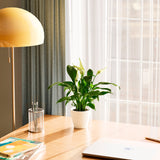 Peace Lily (Spathiphyllum) - Indoor Plants - PB_PL_ECO_CH_4IN1 - Varnish + Vine - 43