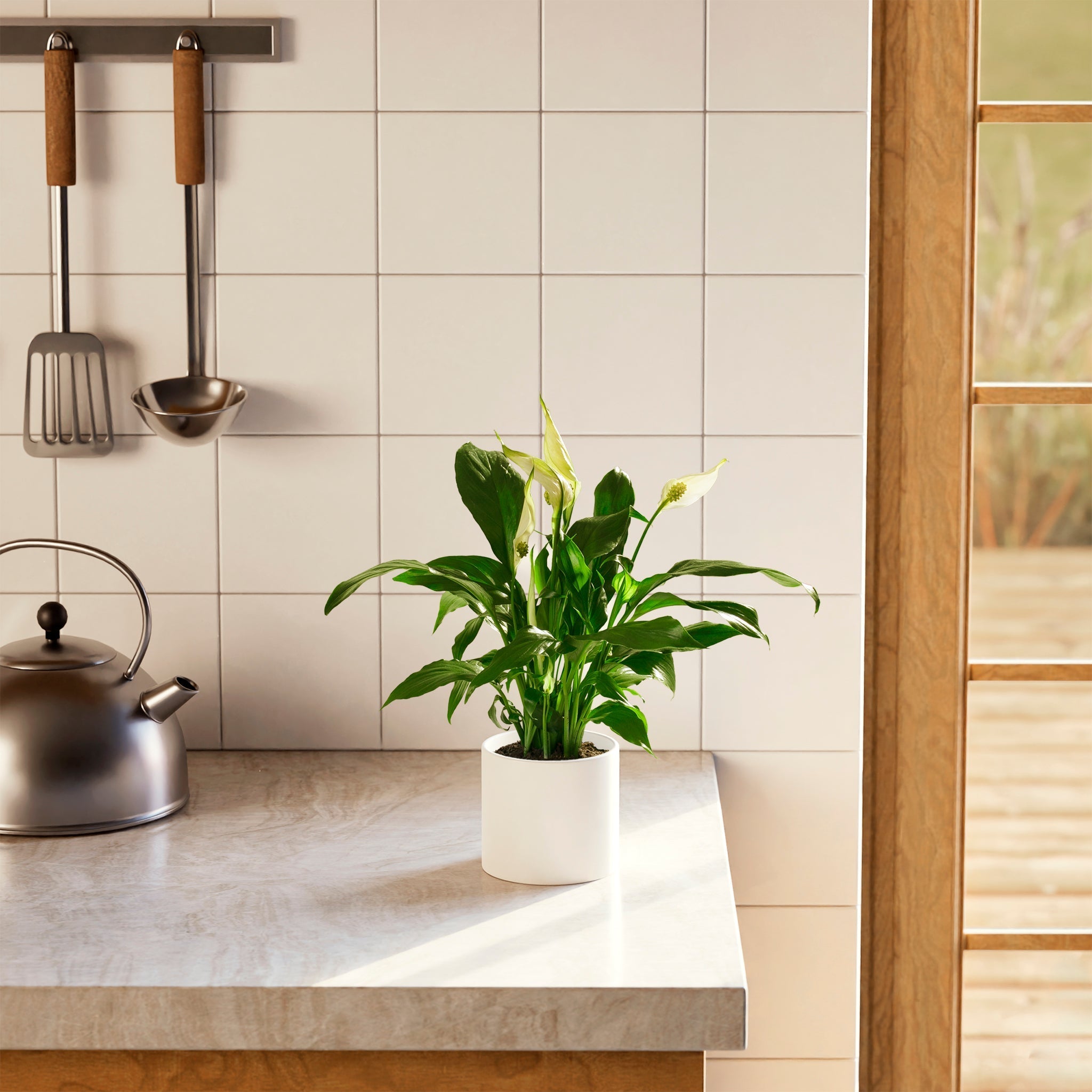 Peace Lily (Spathiphyllum) - Indoor Plants - PB_PL_CP_FU_6IN1 - Varnish + Vine - 37