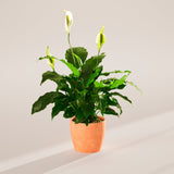 Peace Lily (Spathiphyllum) - Indoor Plants - PB_PL_ECO_CH_6IN1 - Varnish + Vine - 65