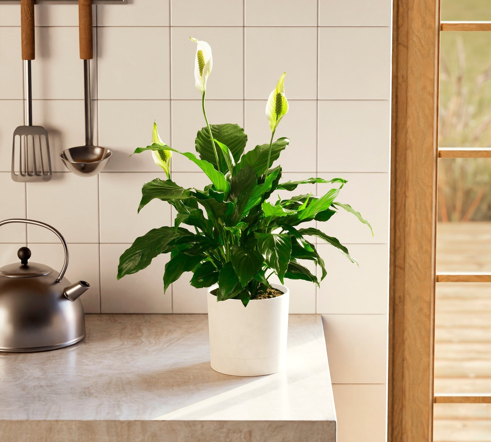 Peace Lily (Spathiphyllum) - Indoor Plants - PL_PL_4IN1 - Varnish + Vine - 1