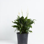 Peace Lily (Spathiphyllum) - Indoor Plants - PL_PL_10IN1 - Varnish + Vine - 10