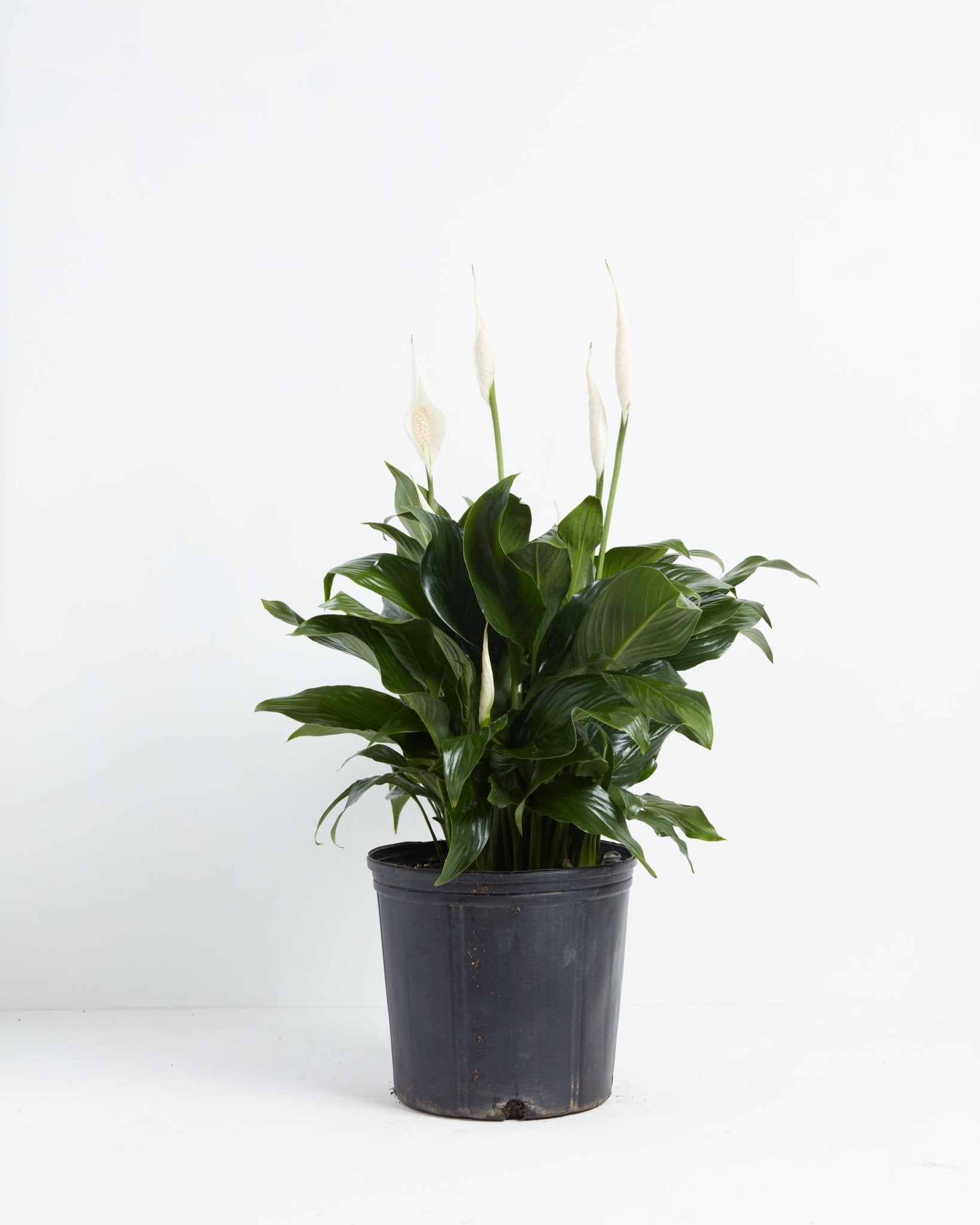 Peace Lily (Spathiphyllum) - Indoor Plants - PL_PL_10IN1 - Varnish + Vine - 10