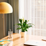 Peace Lily (Spathiphyllum) - Indoor Plants - PL_PL_4IN1 - Varnish + Vine - 53