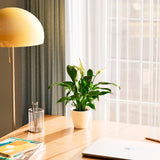 Peace Lily (Spathiphyllum) - Indoor Plants - PL_PL_4IN1 - Varnish + Vine - 53