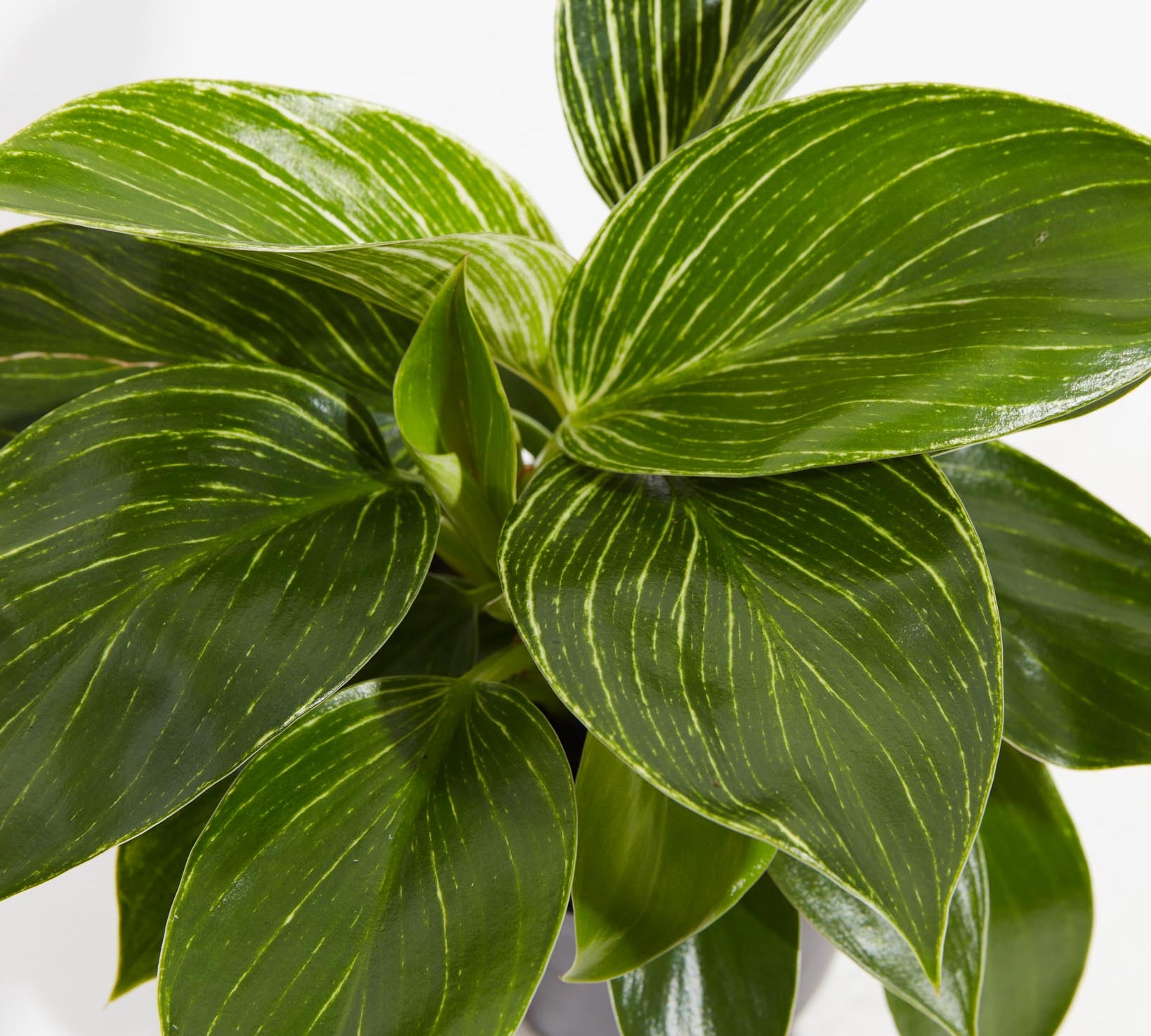 Philodendron Birkin - Indoor Plants - PL_PBK_4IN1 - Varnish + Vine - 2