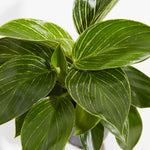 Philodendron Birkin - Indoor Plants - PL_PBK_4IN1 - Varnish + Vine - 2