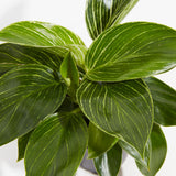 Philodendron Birkin - Indoor Plants - PL_PBK_4IN1 - Varnish + Vine - 2