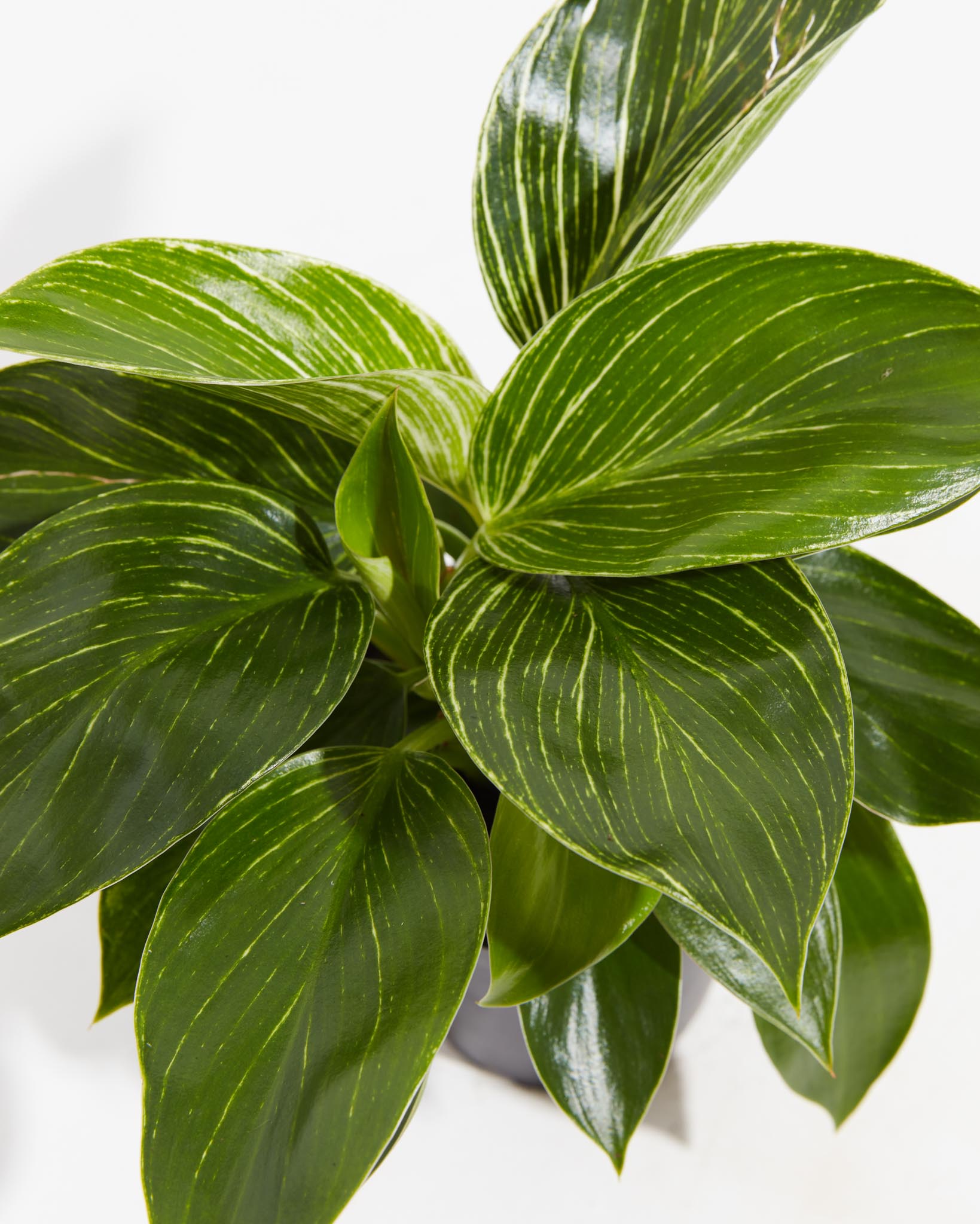 Philodendron Birkin - Indoor Plants - PL_PBK_4IN1 - Varnish + Vine - 2