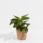 Philodendron Birkin - Indoor Plants - PB_PBK_BAS_LI_4IN1 - Varnish + Vine - 7