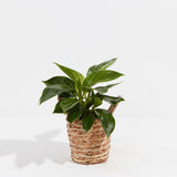 Philodendron Birkin - Indoor Plants - PB_PBK_BAS_LI_4IN1 - Varnish + Vine - 7