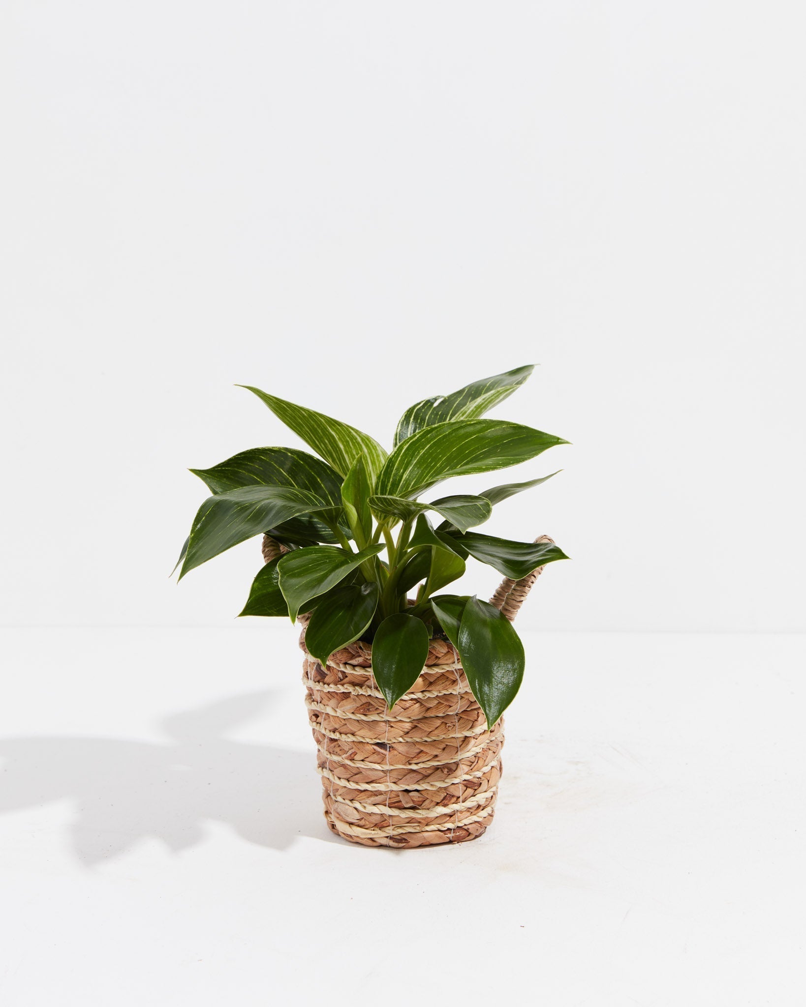 Philodendron Birkin - Indoor Plants - PB_PBK_BAS_LI_4IN1 - Varnish + Vine - 7