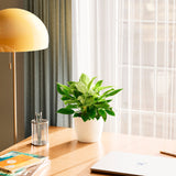 Philodendron Birkin - Indoor Plants - PB_PBK_ECO_CH_6IN1 - Varnish + Vine - 52