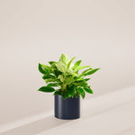 Philodendron Birkin - Indoor Plants - PL_PBK_4IN1 - Varnish + Vine - 31