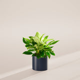 Philodendron Birkin - Indoor Plants - PL_PBK_4IN1 - Varnish + Vine - 31