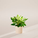 Philodendron Birkin - Indoor Plants - PB_PBK_SWP_CO_6IN1 - Varnish + Vine - 54