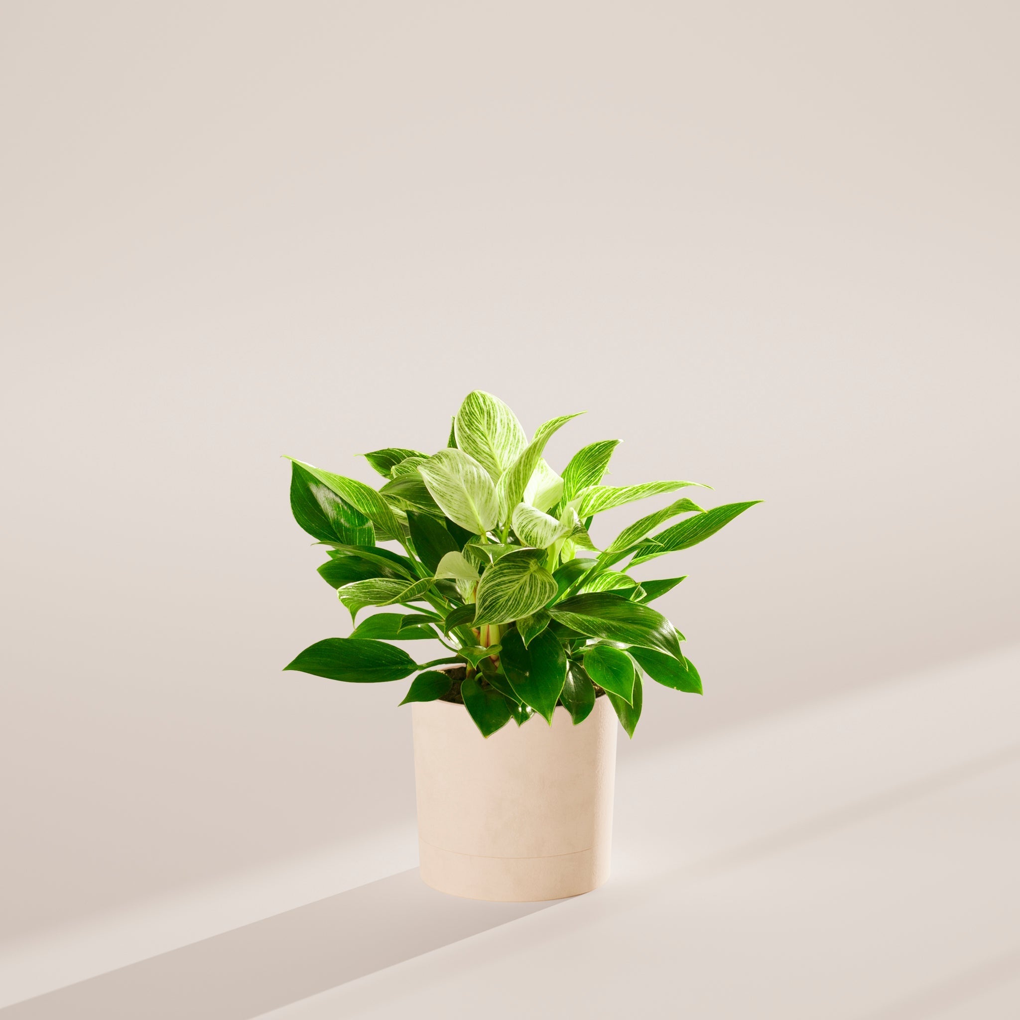 Philodendron Birkin - Indoor Plants - PB_PBK_SWP_CO_6IN1 - Varnish + Vine - 54