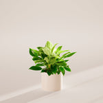 Philodendron Birkin - Indoor Plants - PL_PBK_4IN1 - Varnish + Vine - 34