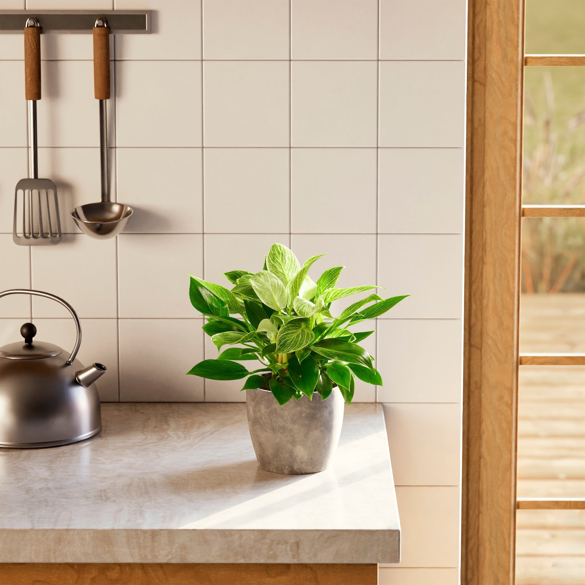 Philodendron Birkin - Indoor Plants - PB_PBK_ECO_CO_6IN1 - Varnish + Vine - 39