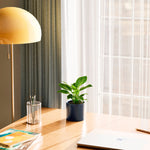 Philodendron Birkin - Indoor Plants - PB_PBK_BAS_LI_6IN1 - Varnish + Vine - 11