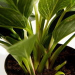 Philodendron Birkin - Indoor Plants - PL_PBK_4IN1 - Varnish + Vine - 6