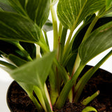 Philodendron Birkin - Indoor Plants - PL_PBK_4IN1 - Varnish + Vine - 6