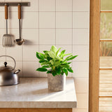 Philodendron Birkin - Indoor Plants - PB_PBK_ECO_EG_6IN1 - Varnish + Vine - 44