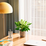 Philodendron Birkin - Indoor Plants - PB_PBK_ECO_CO_6IN1 - Varnish + Vine - 40