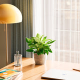 Philodendron Birkin - Indoor Plants - PB_PBK_ECO_CO_6IN1 - Varnish + Vine - 40