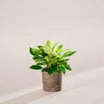 Philodendron Birkin - Indoor Plants - PB_PBK_SWP_EG_6IN1 - Varnish + Vine - 46