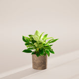 Philodendron Birkin - Indoor Plants - PB_PBK_SWP_EG_6IN1 - Varnish + Vine - 46